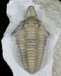 Large Snout Nosed Spathacalymene Trilobite - Rare! #22499-5